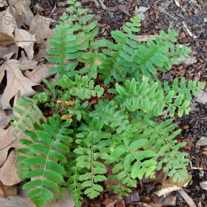 Christmas Fern (Polystichum acrostichoides) Main Image